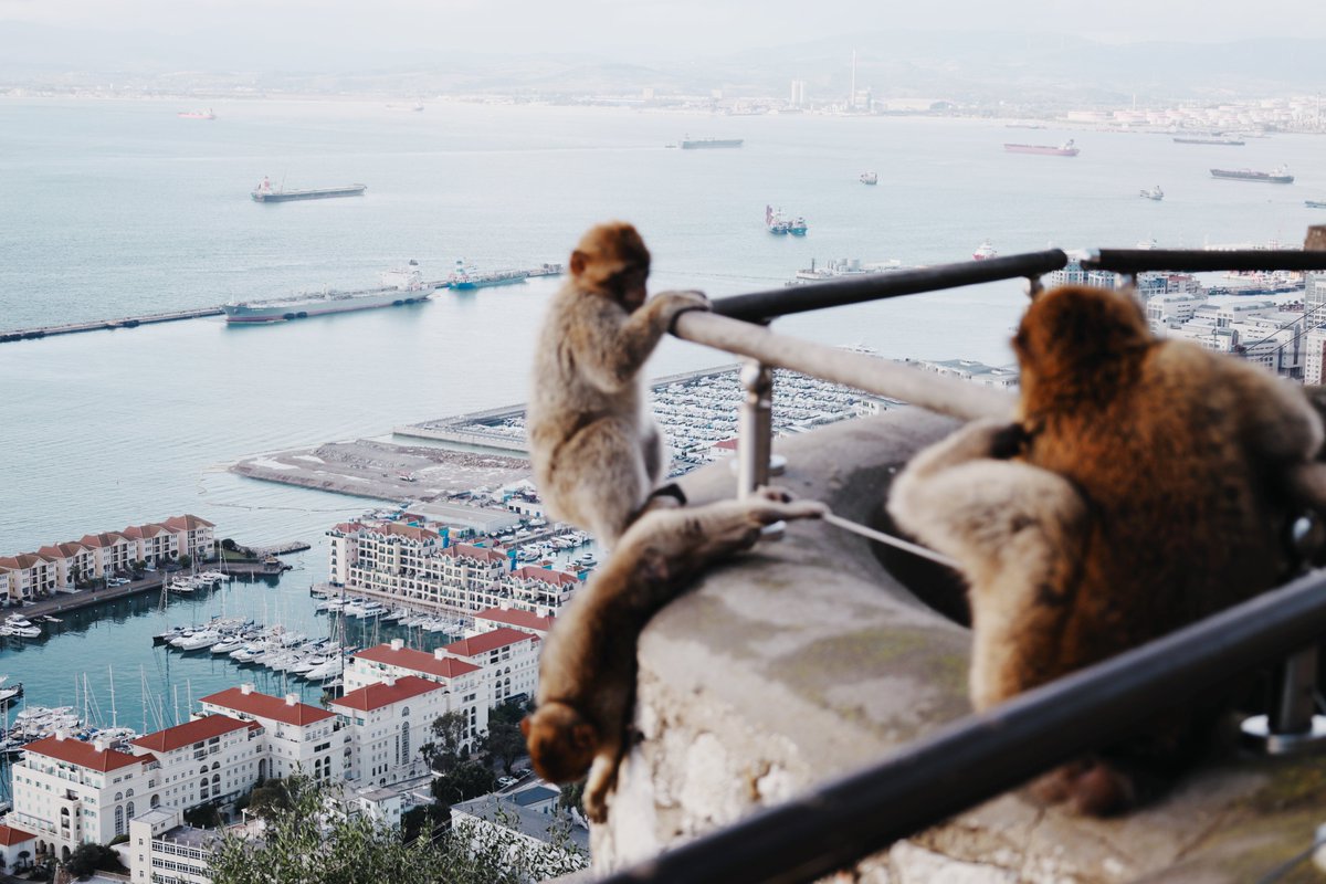 Monkeys will be monkeys

#Gibraltar #streetphotography #urbanphotography #canon #canonphotography #travel