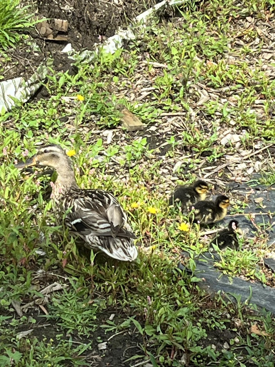 OutwoodFreeston's tweet photo. We’ve had inflatables, retro games, prizes and some ducklings join our last day celebrations! 🎊 

Happy summer holiday everyone, we can’t wait to see you all in September! https://t.co/uEb05tCBpZ