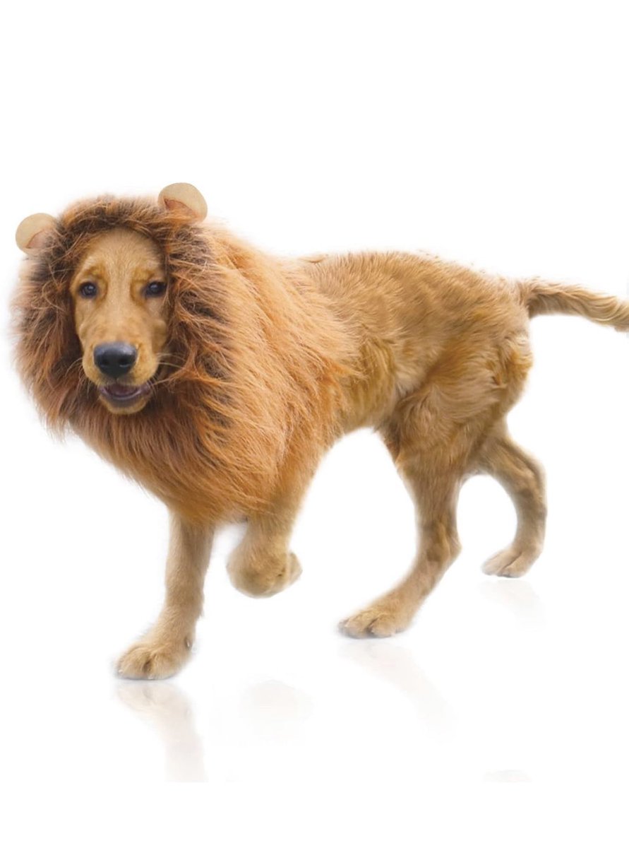 Habe meiner Frau gesagt, sie soll den Hund nicht als #Löwe verkleiden 😉😁