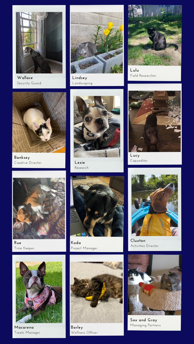 Stratacomm's tweet photo. If Stratacomm pets had jobs, they would be… https://t.co/ULTbo2J7eI