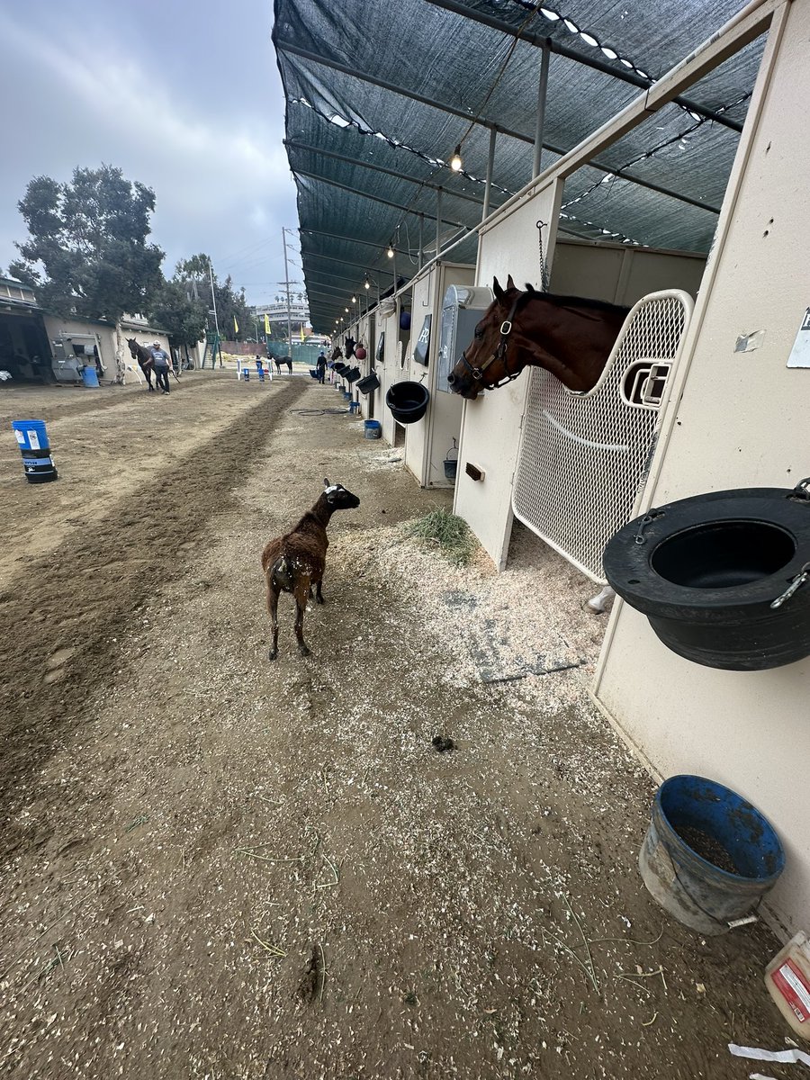 teamhelladic's tweet photo. Such a perfect morning. #delmar #raceday https://t.co/5O9TxKDuDN