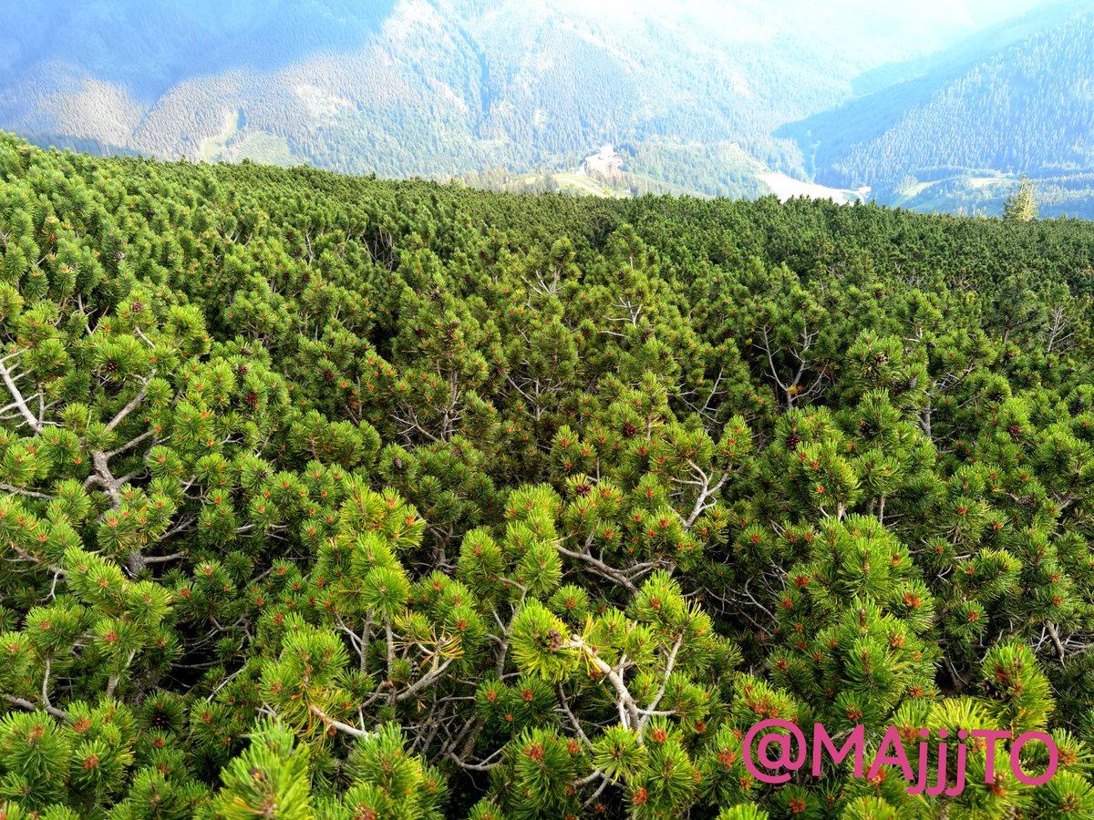 Majjto's tweet photo. 💎💎💎Summer Ski Resort CHOPOK🚀🚀🚀

#SKI #LIVE #NEWS #TODAY #ADVANTURES #WALK #WALKING #NATURE #NATIONALPARK #ADVANTURES #WALK #WALKING #NATURE #NATIONALPARK #ADVANTURES #HIKING #BIKING #VIEW #FOREST #SKY #GYM #HIKING #BIKING #VIEW #FOREST #SKY #GYM #HIKING #BIKING #VIEW https://t.co/uWHYiZ3rlU