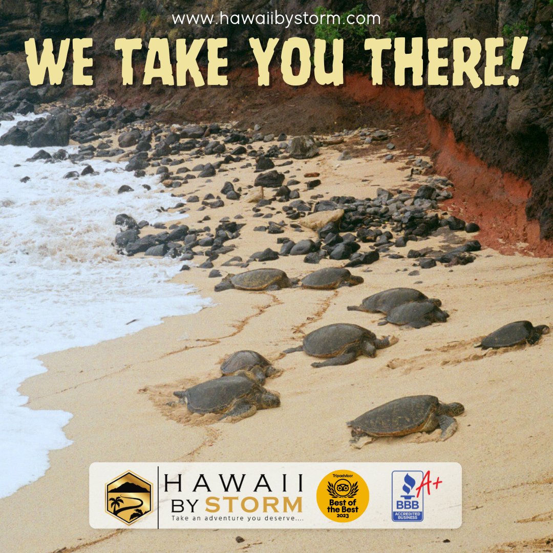 We asked 1,000 Hawaiian Turtles what their favorite part of our Epic Road to Hana tour was, and 808 of them said “banana bread”
#greenturtles #turtlelove #hawaiiannature #endangeredspecies #turtlelover #HawaiianGreenSeaTurtles #Honu #TurtleLove #SeaTurtleConservation