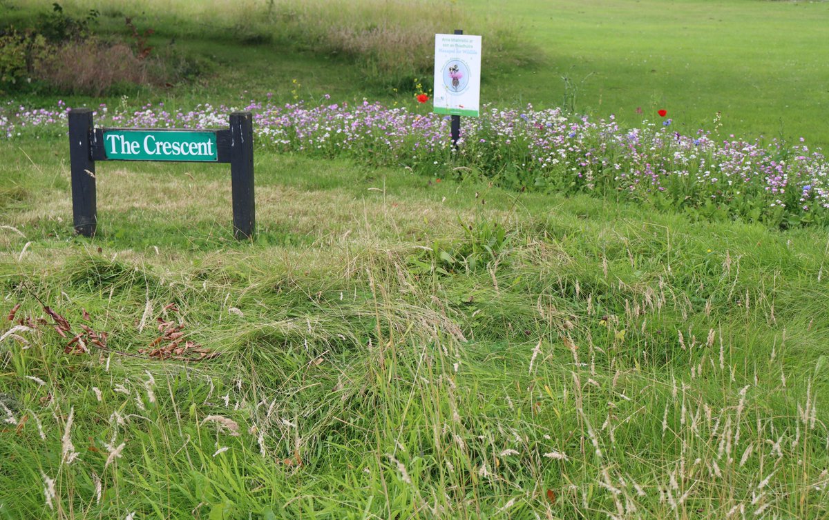 TTNewbridge's tweet photo. Just one of the areas in The Crescent residential estate here in #Newbridge which are #ManagedForWildlife
#DontMowLetItGrow can be effective even if implemented in small areas within a residential green space - why not give it a try.
#ItsEasyToMakeADifference https://t.co/P78ZAJblqO