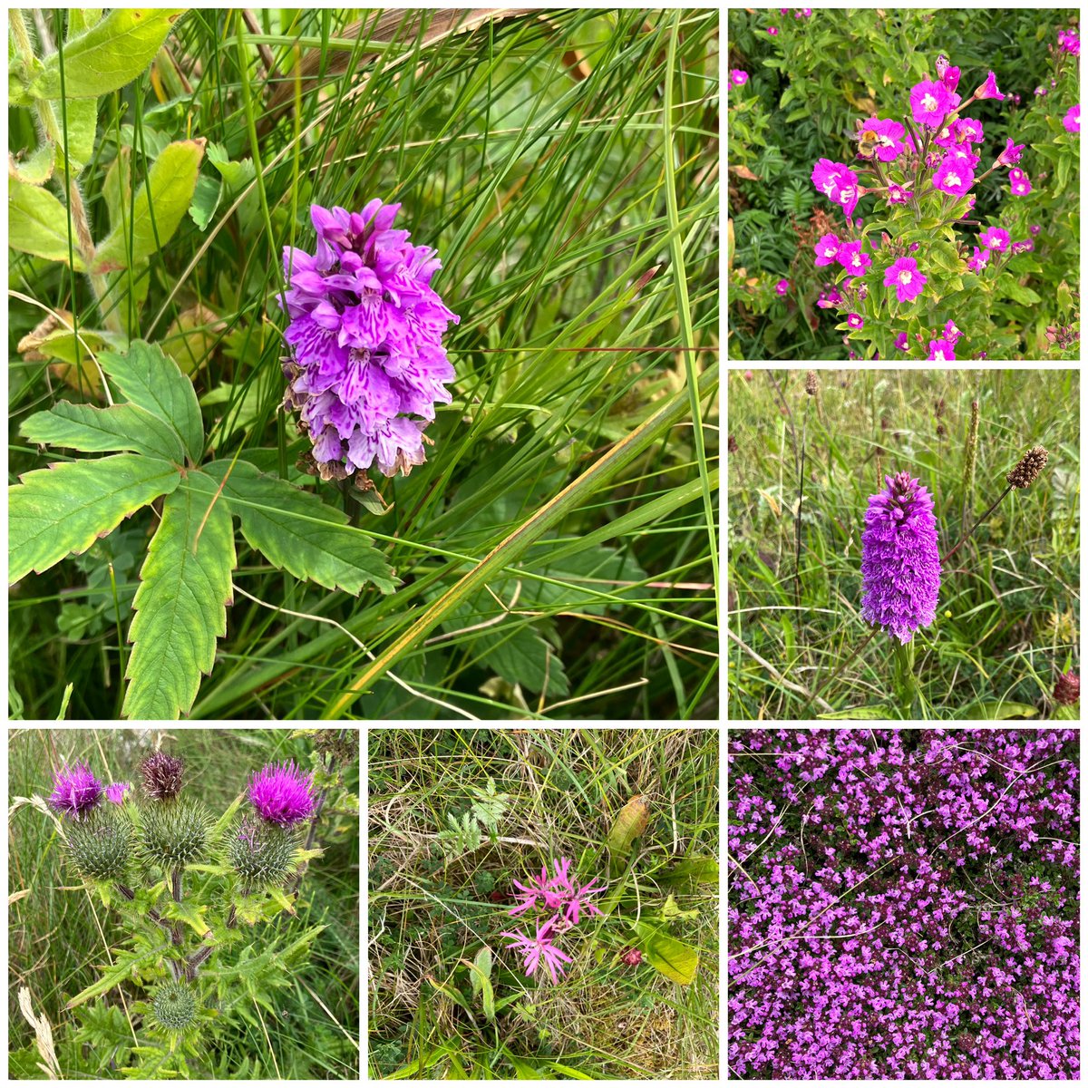 Purple is the colour this month. There are so many beautiful flowers growing in our wildflower area. It is a pity you cannot smell the lovely fragrance coming from here. There is so much beauty in this small spot. #orchid #thyme #willowherb #raggedrobin #thistle #isleofbarra