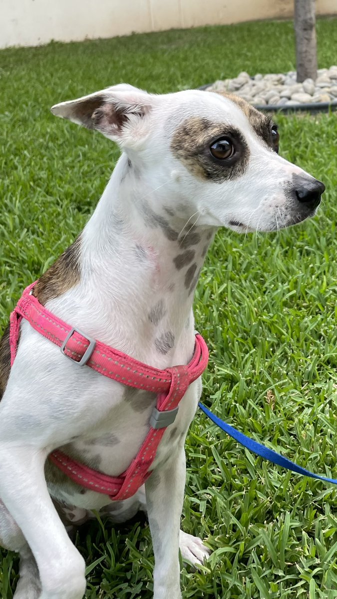 GM WD hoy es día del perro 🫶🏻🐶 abracen a sus lomitos ojones como  <a href="/Maca_damiaMty/">Macadamia🐶</a> 🥰