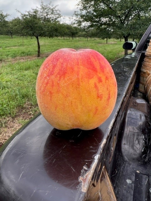 The 2023 Peach harvest is officially underway!!  You can find our peaches at Wegmans stores throughout WNY #Peaches  #lakesideorchards #freshpicked #wegmans #garnettbeauty