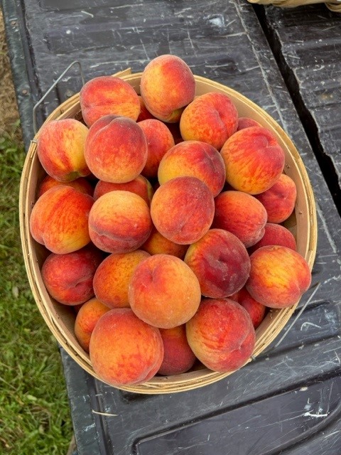 FruitNiagara's tweet photo. The 2023 Peach harvest is officially underway!!  You can find our peaches at Wegmans stores throughout WNY #Peaches  #lakesideorchards #freshpicked #wegmans #garnettbeauty https://t.co/RGvx6G6gwL