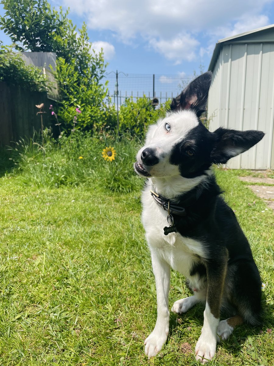 Freddie #WorldCollieDay