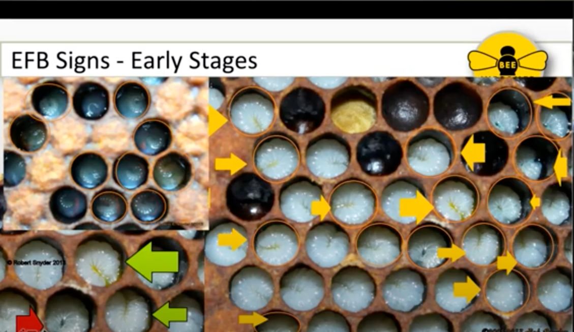 Brooding over Brood: Identification of Brood Diseases.  Learn about brood diseases from BIP’s Tech Transfer Team. This pre-recorded webinar gives an overview of the causes, signs, preventive and treatment methods associated with brood diseases.

beeinformed.org/webinars