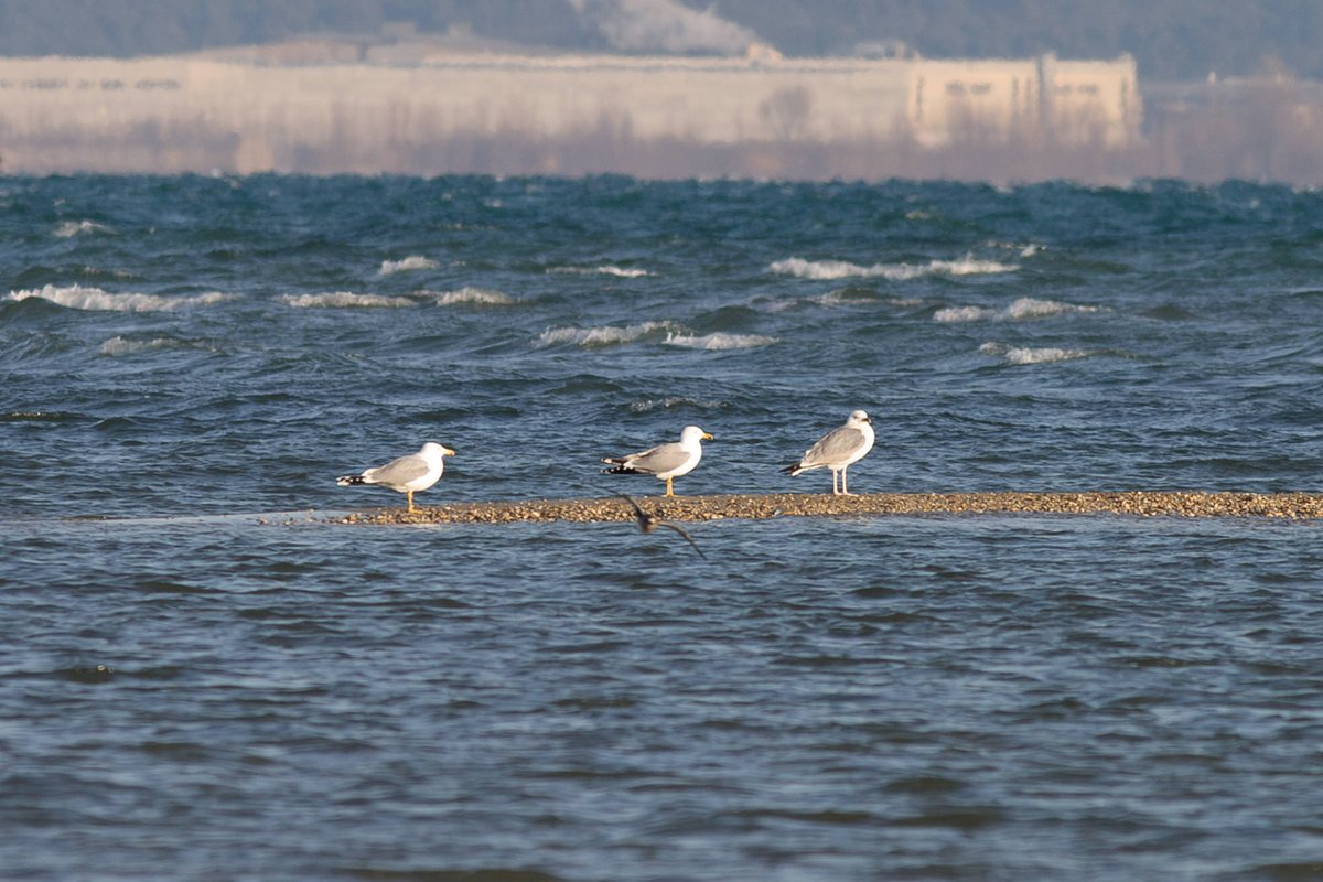 KKravos's tweet photo. The right one is a still unknown big maybe subAd Gull from the Isonzo rivermouth (NE Italy), seen in january 2004. The last pic is a proportional overlap, just to compare size with a YLG. Any idea? #GullId #mysterygull #gulls https://t.co/onmi6NmJwj