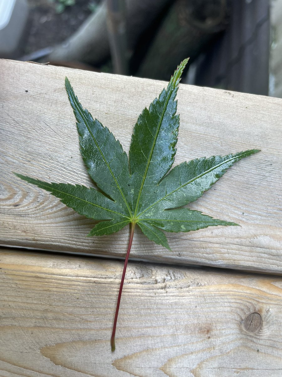 SGraphx's tweet image. 