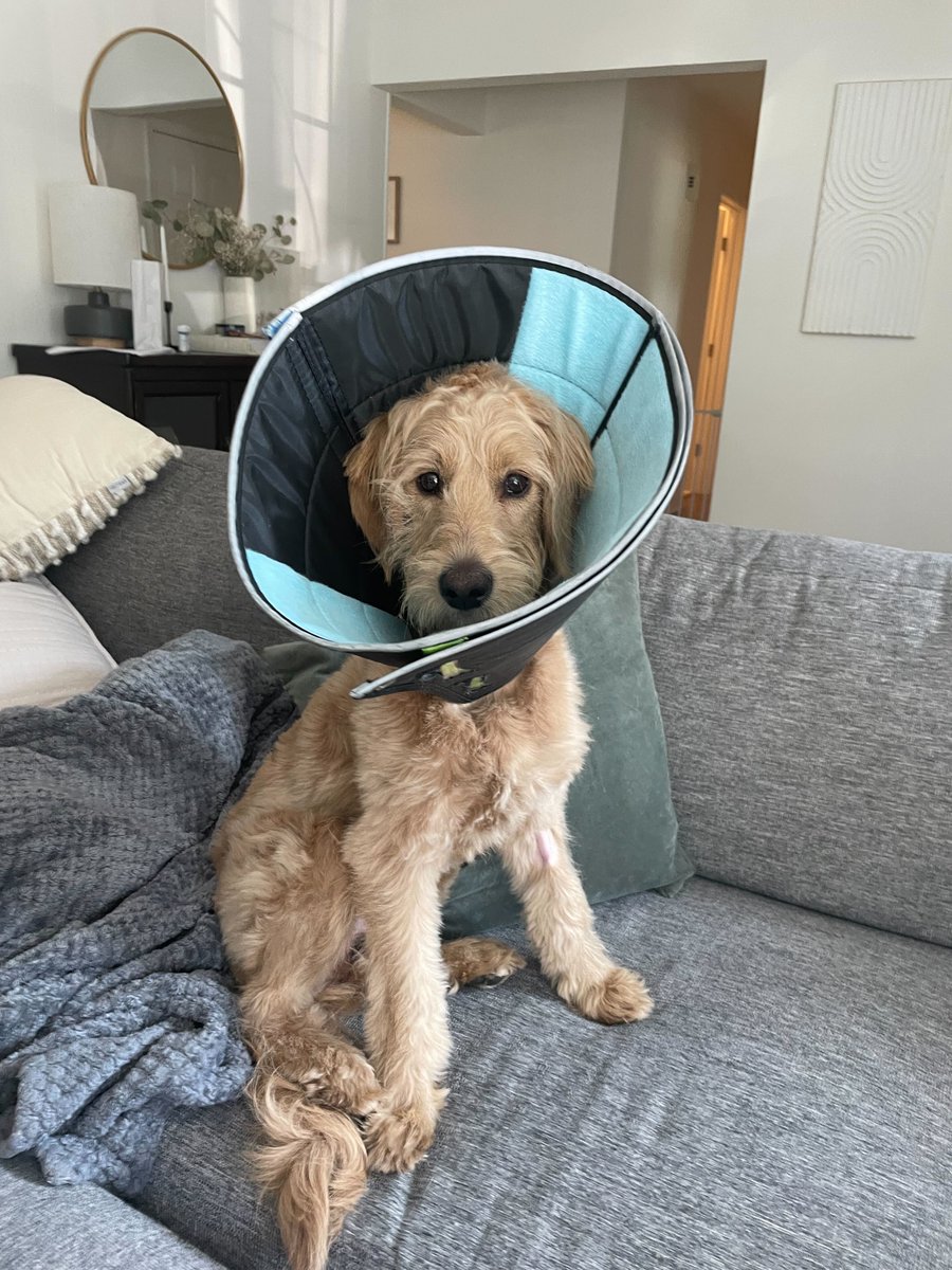 Here is Josh Palasz's dog Cruz in a cone to help ease you into the weekend! 

#CulturalFriday #DigiDogs #HappyFriday