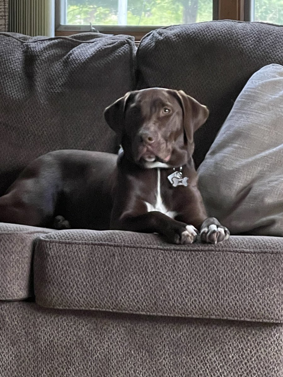 BombBeeCharly's tweet photo. How she mended my soul no one will ever know 🤎🤍🤎 #chocolatelab https://t.co/f0mS5UTTss