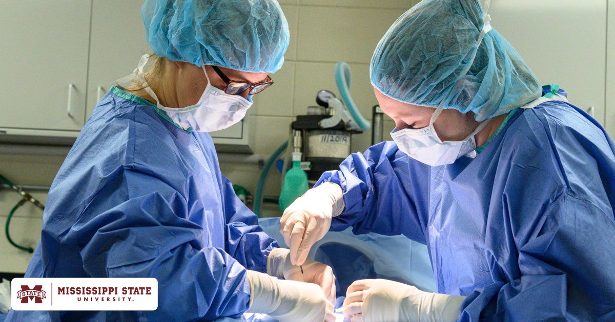 Mississippi Institutions of Higher Learning (@mspublicuniv) on Twitter photo <a href="/msstate_vetmed/">MSSTATE VETMED</a> equips its veterinary students with 50-plus surgeries on average as primary surgeon at the time of graduation, which is markedly more surgical experience than the national average. #MovingMSForward <a href="/msstate_vetmed/">MSSTATE VETMED</a> equips its veterinary students with 50-plus surgeries on average as primary surgeon at the time of graduation, which is markedly more surgical experience than the national average. #MovingMSForward