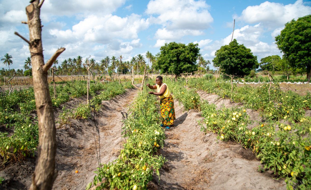 Agricultural or Food Systems Transformation - What's The Difference... @allafrica: allafrica.com/stories/202307… #Africa