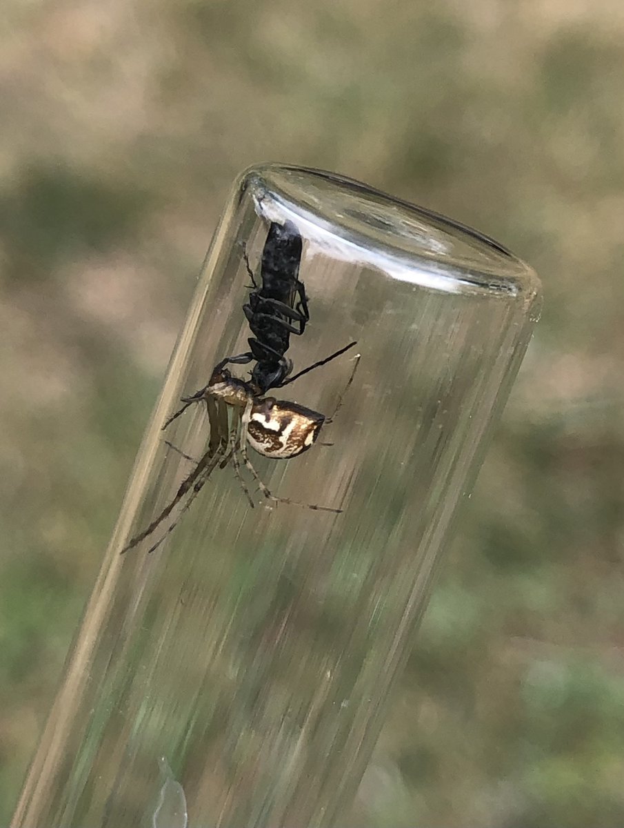 SpiderBiologist's tweet photo. Parasitic wasp 🐝 with it’s spider 🕷️ prey! Fascinating observation during the short holidays 🤓 #parasiticwasp #spider #theridiidae #arachnology #entomology #holidays https://t.co/Z5eB1RTxZF