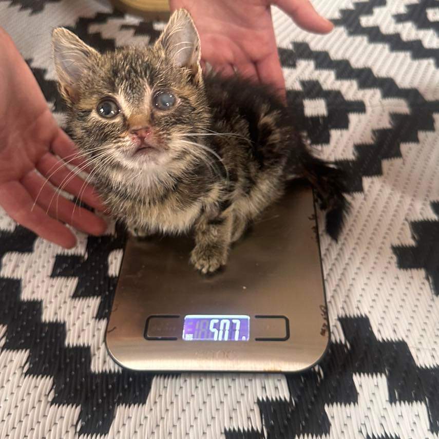 Breaking news!!!! Millie is a whopping 500g! When she came out of the vets Monday she was 390g, we are extremely happy 💖🤩💖