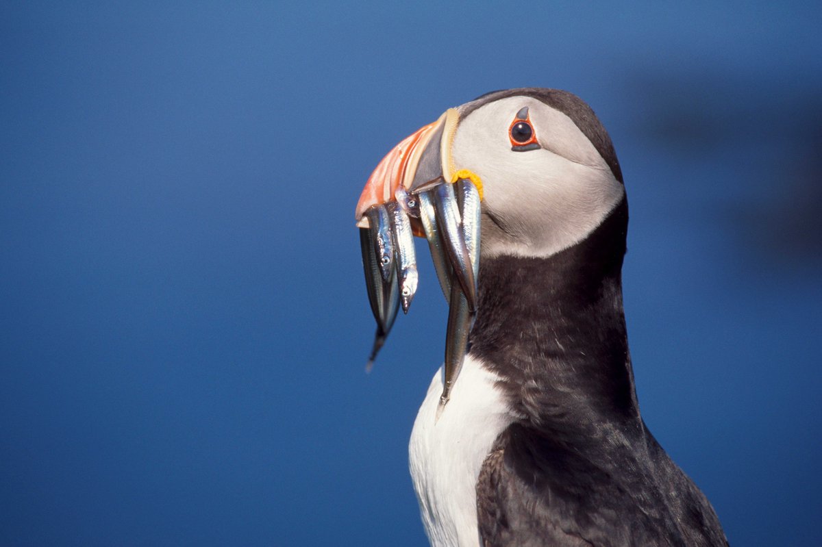 RSPB Scotland (@rspbscotland) on Twitter photo 🚨BREAKING: Hugely welcome news from @ScotGov <a href="/ScotGovMarine/">Scot Gov Marine</a> who have just launched a consultation that will help our seabirds by proposing an end to industrial trawling for Sandeels in Scottish waters once and for all!
See the consultation here --> consult.gov.scot/marine-scotlan… 1/5 🚨BREAKING: Hugely welcome news from @ScotGov <a href="/ScotGovMarine/">Scot Gov Marine</a> who have just launched a consultation that will help our seabirds by proposing an end to industrial trawling for Sandeels in Scottish waters once and for all!
See the consultation here --> consult.gov.scot/marine-scotlan… 1/5