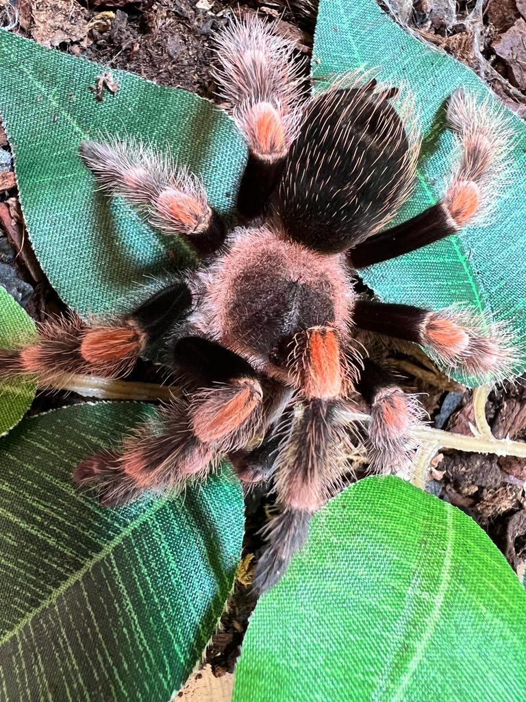 Spider Feed Day at Northampton Reptile Centre! Check out these fantastic photos taken by the team, absolutely stunning!
5-Star Animal Licence Number: AWL0025