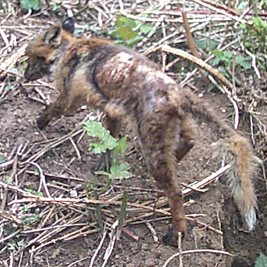 natuerlichjagd tweet media
