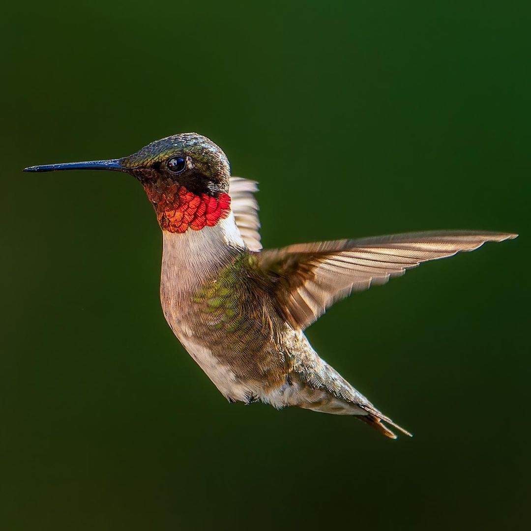 DxOLabs's tweet image. You shoot, we share 🎉
When we take pictures, we are looking for the perfect light and the decisive moment.
Looks like @frank_c_grace has put together everything needed to create a great photo.
This magnificent moment is enhanced thanks to DxO PureRAW 3

#DxOPureRAW3 #wildlife