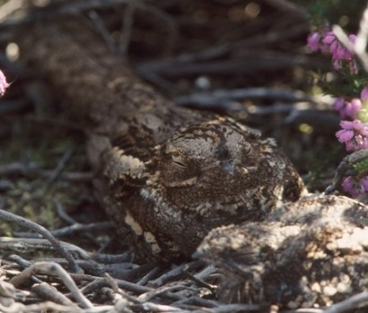 It’s #HeathWeek2023 and we’re celebrating marvellous lowland heathlands &amp; the special wildlife they support. 

Read more in our latest #ConservationAction blog: community.rspb.org.uk/ourwork/b/acti… <a href="/RSPBEngland/">RSPB England</a> @RSPBArne <a href="/RSPBSherwood/">Sherwood Forest</a> <a href="/TBHPartnership/">Thames Basin Heaths Partnership</a>