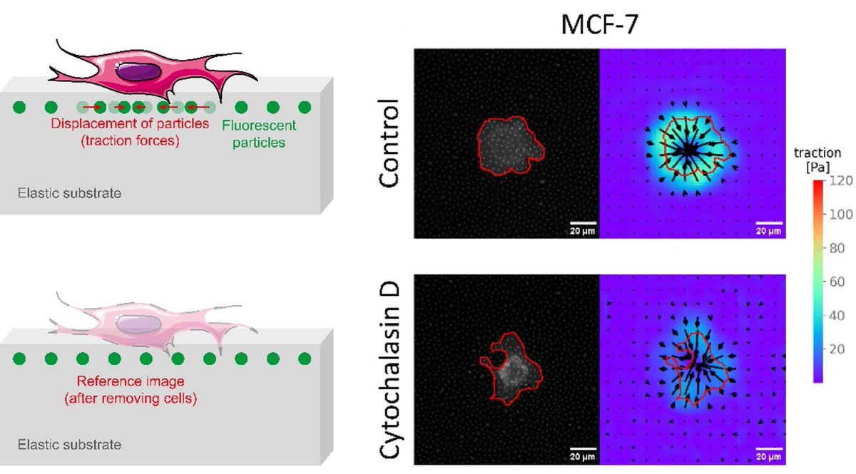 Institute of Biophysics - BOKU Vienna tweet media