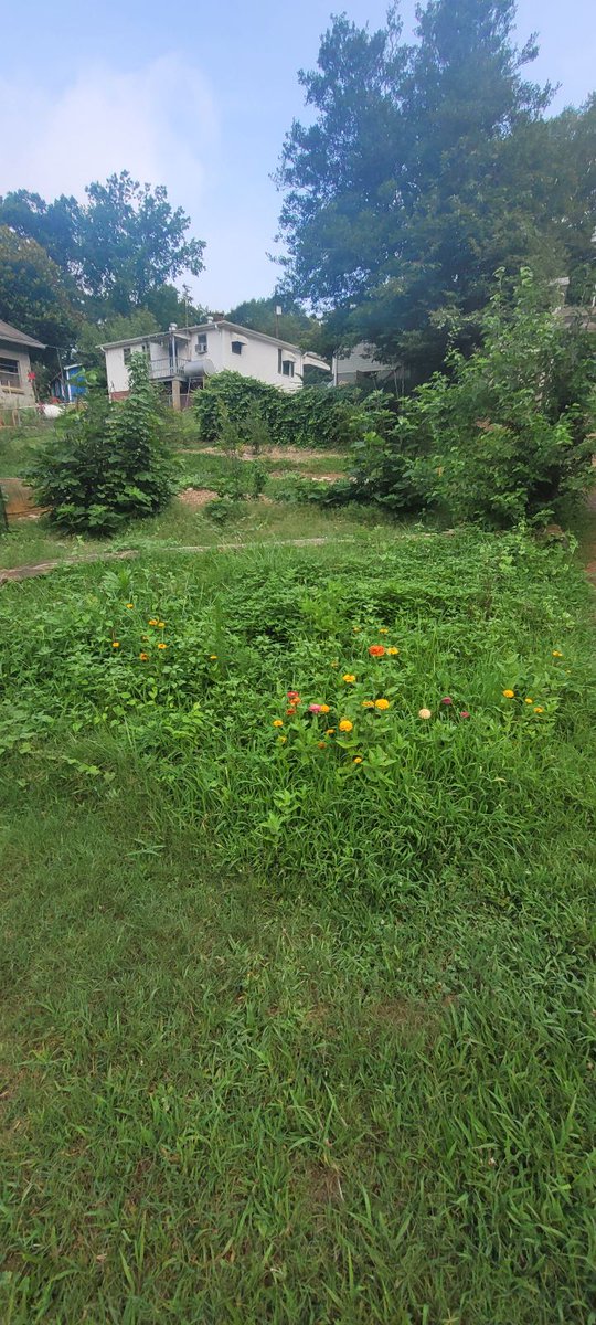 SustainingWay's tweet photo. Check out this before and after of our zinnia and peanut patch! We had some wonderful volunteers from Front Porch Housing come out to help us with the weeding. https://t.co/fuAqAOlWtB