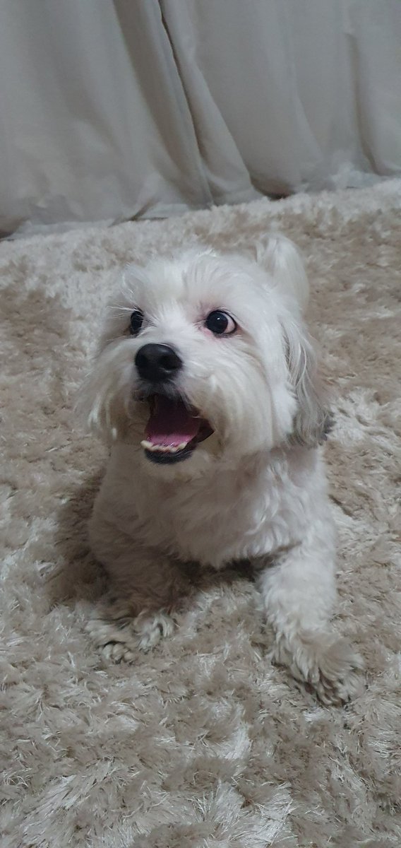 legiovanelli's tweet photo. Olha o thor pronto pra passear #eptv1 Alessandro giovanelli https://t.co/x0cAYfrVTu