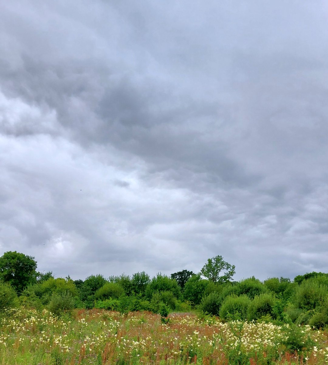 A struggled walk today, but meadowsweet, spear thistle and gloom to make up for it.