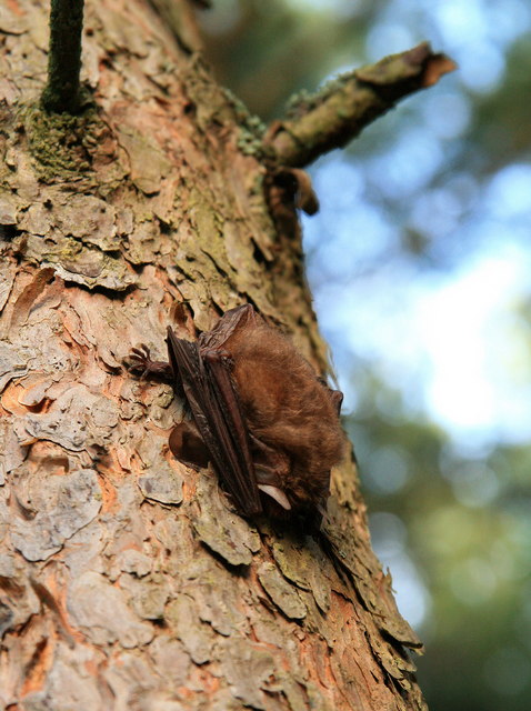 Final activity of the day!🦇We will be hanging out in Flatford Woods with Suffolk Bat Group on our evening bat walk at 9.30pm
Drop in at FSC Flatford Mill on Saturday 22nd July for our annual #BioBlitz 
#flatfordmill #nature #summer #wildlife #bats #woods #suffolk