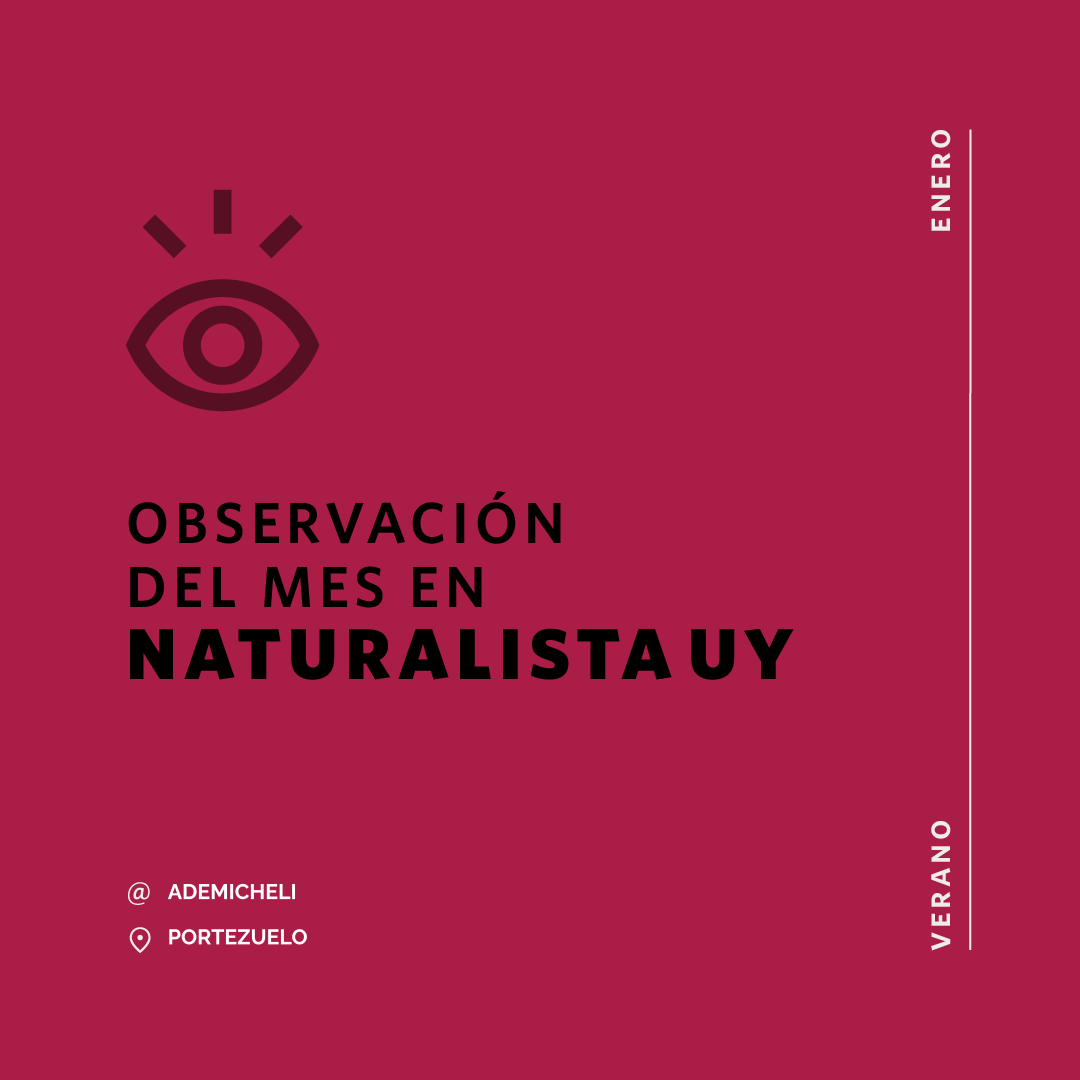 NaturalistaUY's tweet photo. Esta pluma de mar (Pennatuloidea), observada en la playa de Portezuelo (Maldonado) por ademicheli, ¡es Nuestra Observación del Mes en NaturalistaUY! Más detalles en https://t.co/CwqyGW1B92
#Cnidaria #seapen #marinelife #observaciondelmesnaturalistauy @inaturalist @biodiversidata https://t.co/MDZZyg8zoN