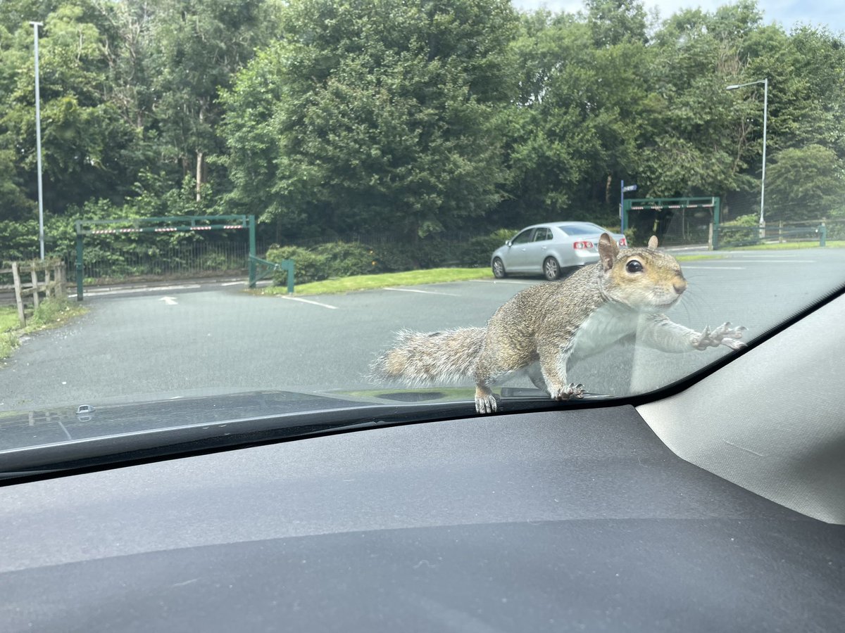 CJHElectrical's tweet photo. First time I’ve had a squirrel join me for lunch. 😁 https://t.co/jOOcA8YRrF