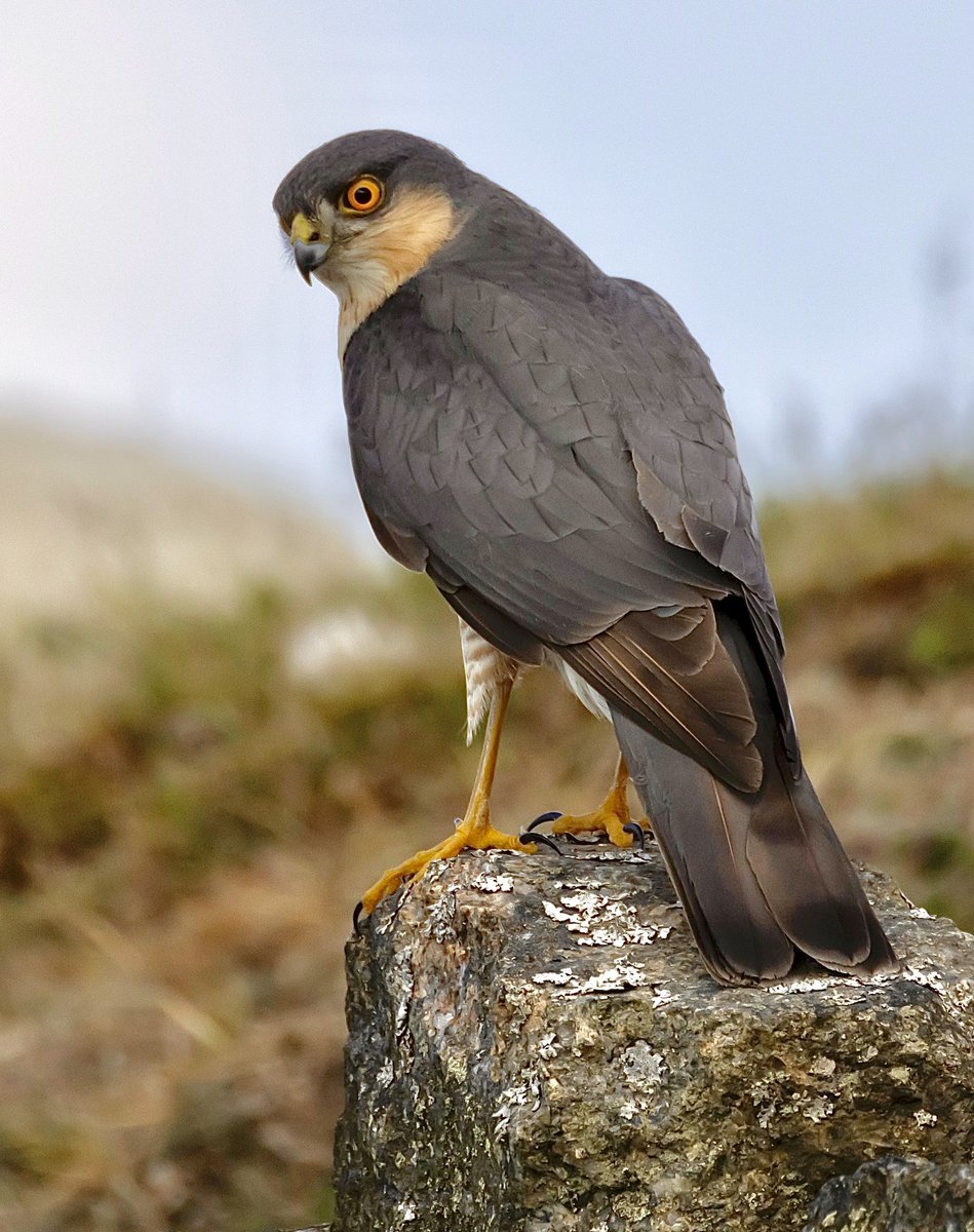 Steve Sanderson tweet media