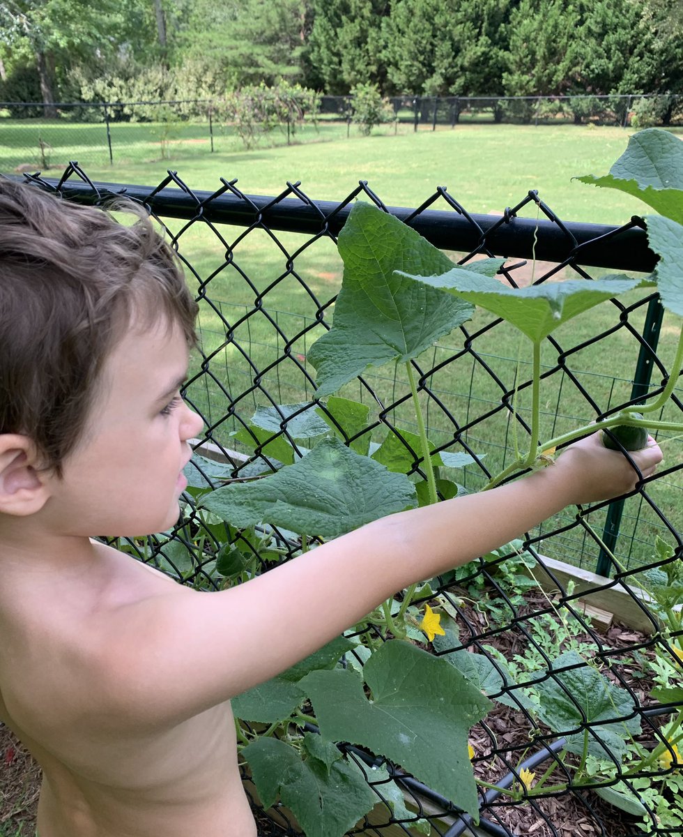 DebbieSkaggs8's tweet photo. Our little home garden has taught Gideon so much. He is super excited to learn about our garden @HES_HCS and to participate in the STEM lab each week @msfosterRCE #sciencekid https://t.co/38I4DhifcD