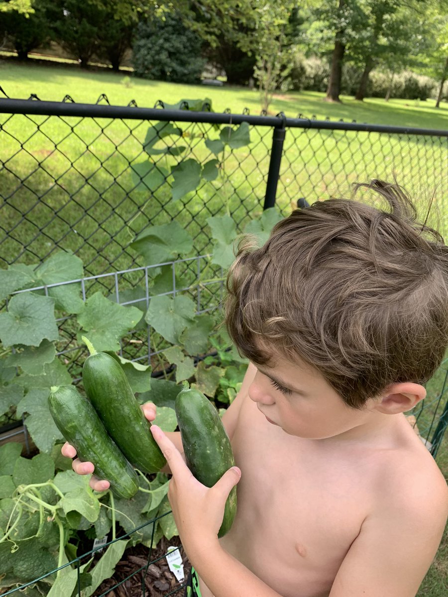 DebbieSkaggs8's tweet photo. Our little home garden has taught Gideon so much. He is super excited to learn about our garden @HES_HCS and to participate in the STEM lab each week @msfosterRCE #sciencekid https://t.co/38I4DhifcD