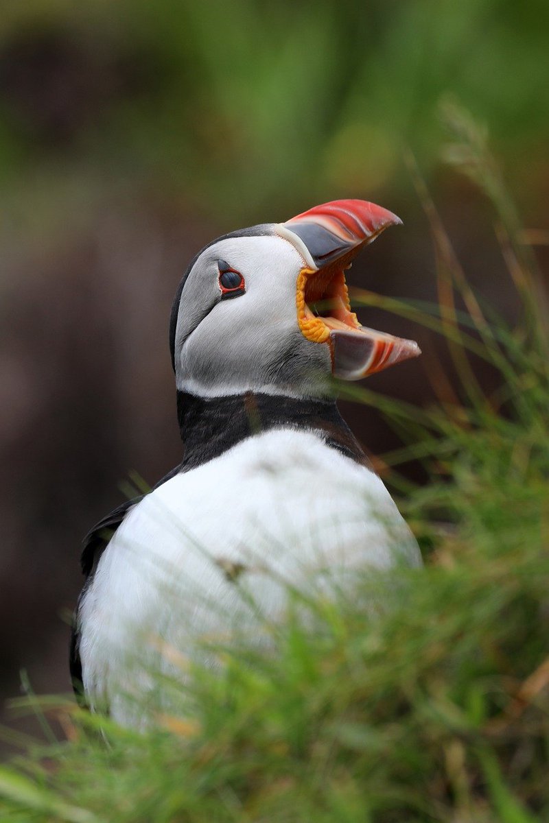 John Caius (1510–1573), scholar, physician and re-founder of @CaiusCollege, is known for his study of Galen & as a proponent for anatomy & dissections. But did you know he once kept a puffin in his house for 8 months, for research? Apparently, it bit anyone who fed it! #UTKCaius