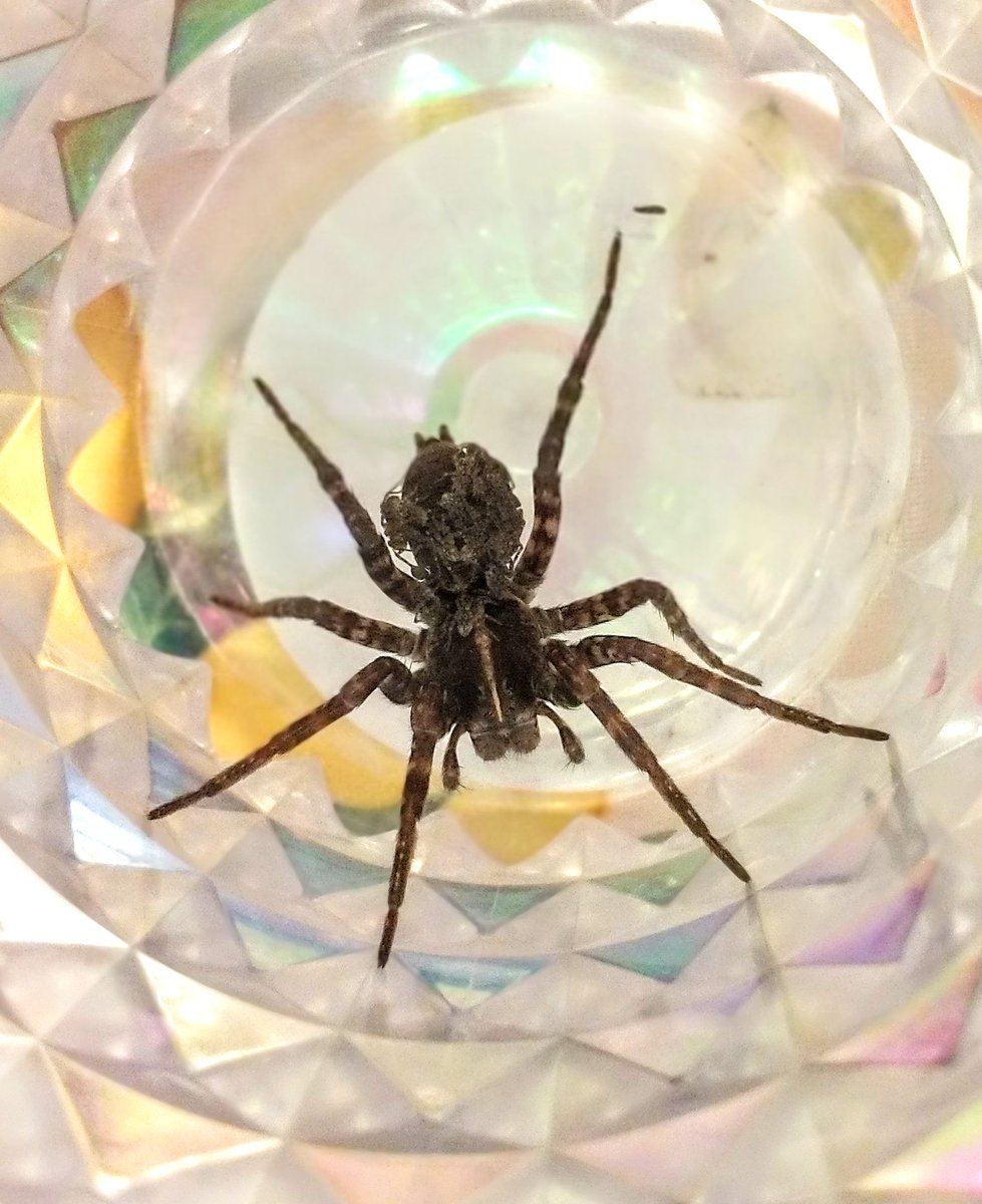 MittanMedia's tweet photo. It's Wolf Spider baby season. Just got this shot of a Momma carrying her babies. Love comes in all shapes and sizes. Pretty typical house guest here in the Southern Appalachian Mountains. If you encounter one, please resist any urges to eliminate. They are beneficial residents. https://t.co/xguSLvUYla