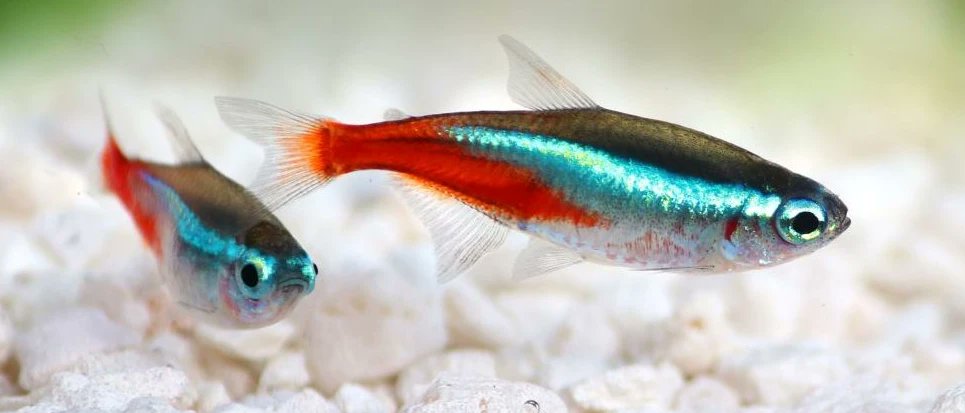 A new study shows these very polite fish form queues in emergencies. When evacuating through narrow spaces, schools of neon tetra fish (𝑃𝑎𝑟𝑎𝑐ℎ𝑒𝑖𝑟𝑜𝑑𝑜𝑛 𝑖𝑛𝑛𝑒𝑠𝑖) queue so that they don’t collide or clog up the line.
🔓 go.nature.com/3NUmm3O