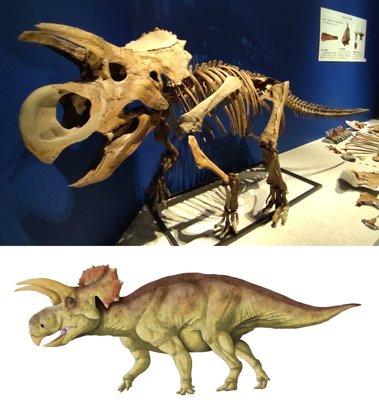 kta(けーた)_腰がジワっとイタイ系 on Twitter