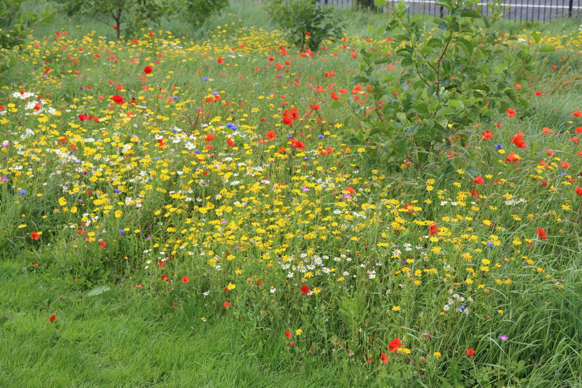 TTNewbridge's tweet photo. Some photos of A "Nature Reserve" area at The Hall in Curragh Grange #Newbridge
#DontMowLetItGrow is an effective strategy & there were various grasses, flowers, trees & many insects & pollinators visiting this area which is being #ManagedForWildlife
#ItsEasyToMakeADifference https://t.co/zBSUCRDXnI