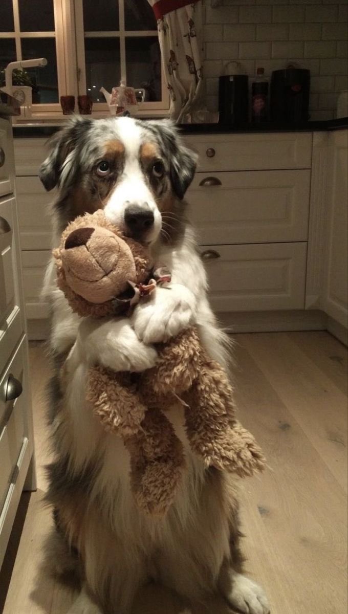 💖 (@twaniimals) on Twitter photo 