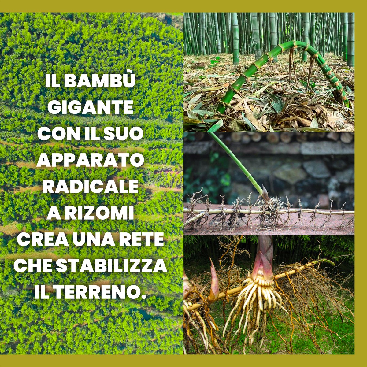 Scopri come il #bambù può contribuire a riequilibrare l'equilibrio idrogeologico 🎍

Per saperne di più ➡ lnkd.in/gW26cAz

#ForeverBambu #ForeverzeroCO2 #BambuGigante #ClimateEmergency #ClimateAction #ClimateCrisis  #GreenEconomy
