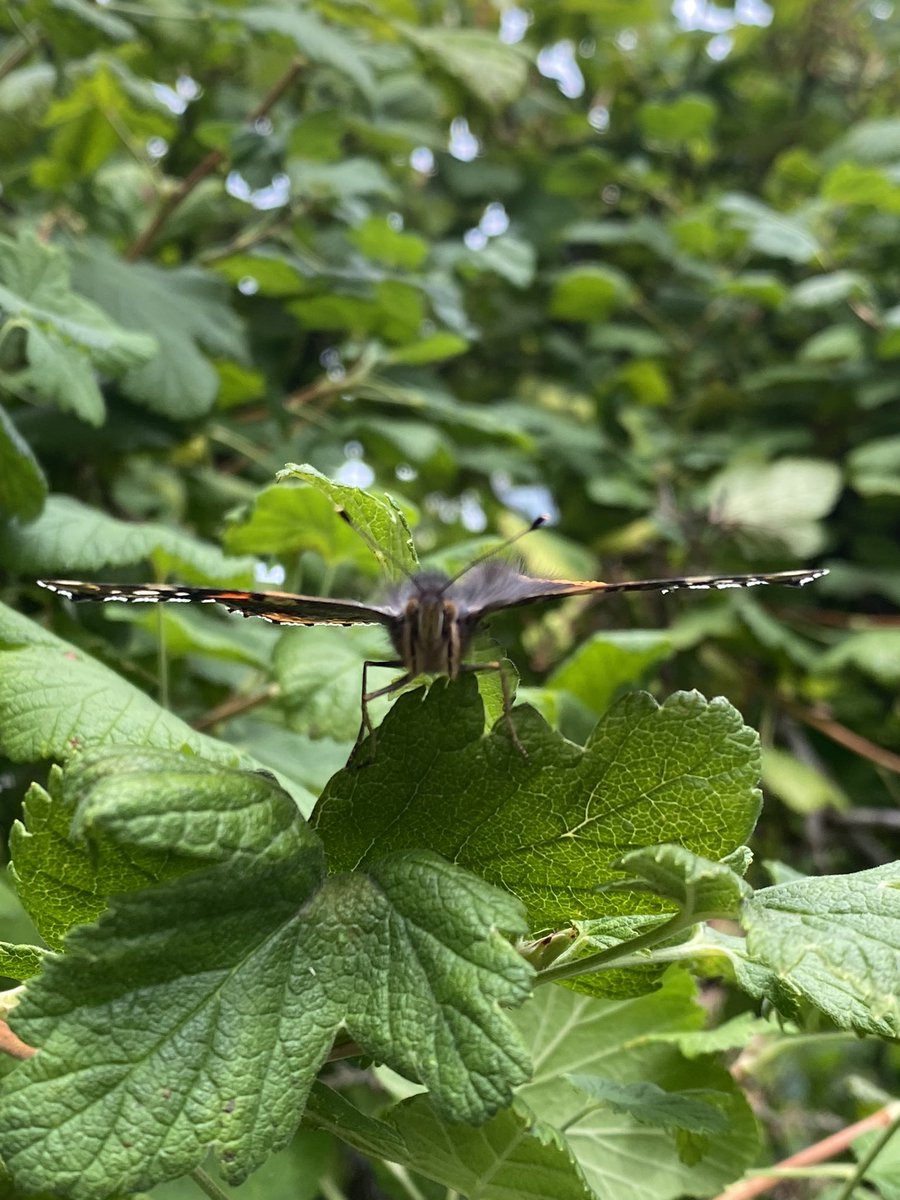 tractormadlive1's tweet photo. @The_BeeGirl In my garden not long ago ,the bush is a type of red currant bush I think and the bees love it when it’s in full flower, beautiful. Seen quite a few different butterflies out on my bike ride earlier too. https://t.co/ubwogKmrbL