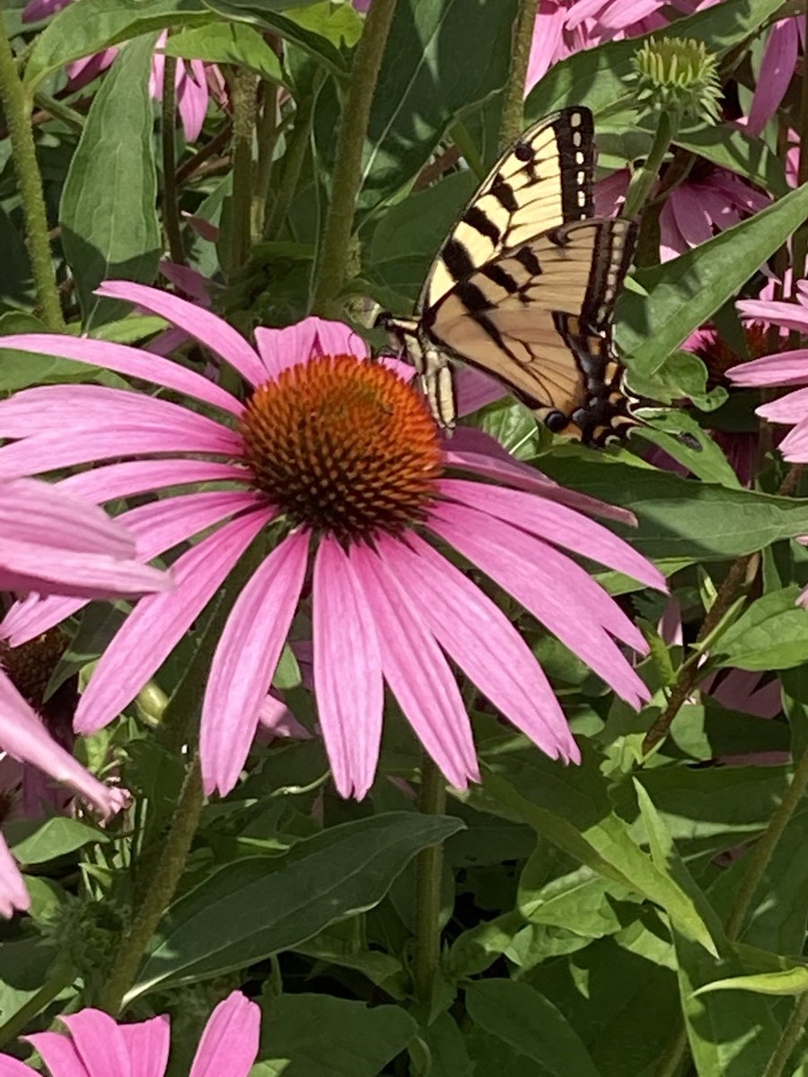 Butterflies and coneflowers. And if I sit still, occasionally a hummingbird hums by.
#butterflies
#ontariogardening
#coneflowers
#our Creator is an awesome artist