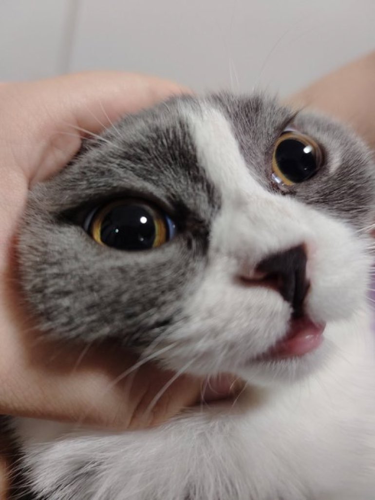 CatsHeld's tweet photo. https://t.co/kGhubPUZW7