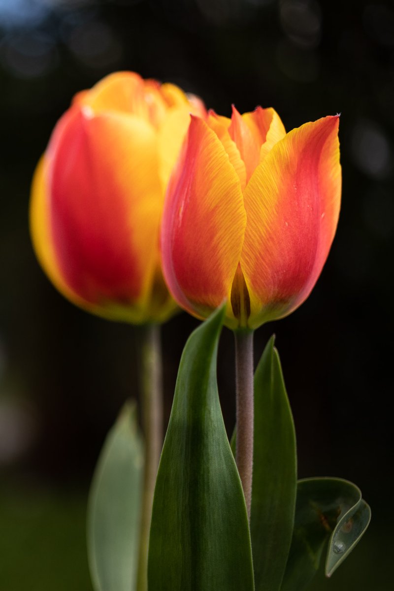 For #FlowersOnFriday here's some tulips vibrantly leading us into the weekend- or for me, 6 weeks of holiday....ahhhhhh #FridayFeeling #traveltribe #tulips