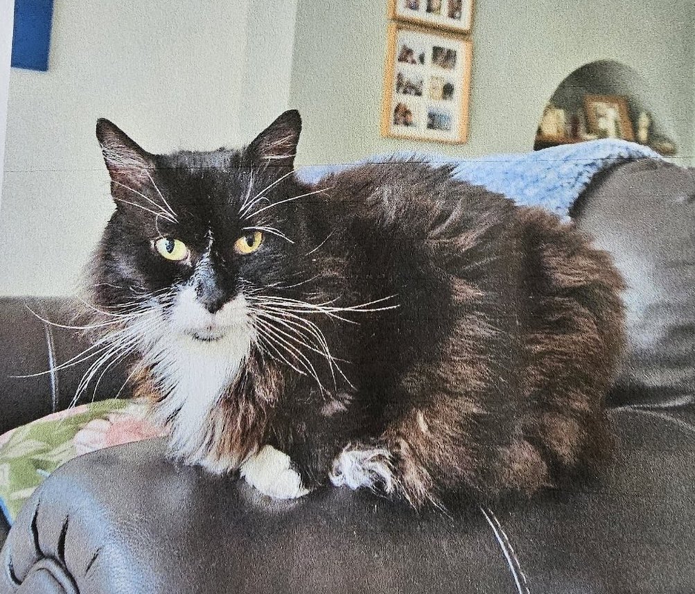 Hedgewatch (@hedgewatchers) on Twitter photo Gremlin <a href="/GremlintheFloof/">Kali and her Angel Gremlin🌈</a> has been missing from his home in Bromley, South London, since Wednesday lunchtime. Could people consider a retweet to help spread the word and bring him home to his family please? 🐾❤️🐾 #Hedgewatch Gremlin <a href="/GremlintheFloof/">Kali and her Angel Gremlin🌈</a> has been missing from his home in Bromley, South London, since Wednesday lunchtime. Could people consider a retweet to help spread the word and bring him home to his family please? 🐾❤️🐾 #Hedgewatch