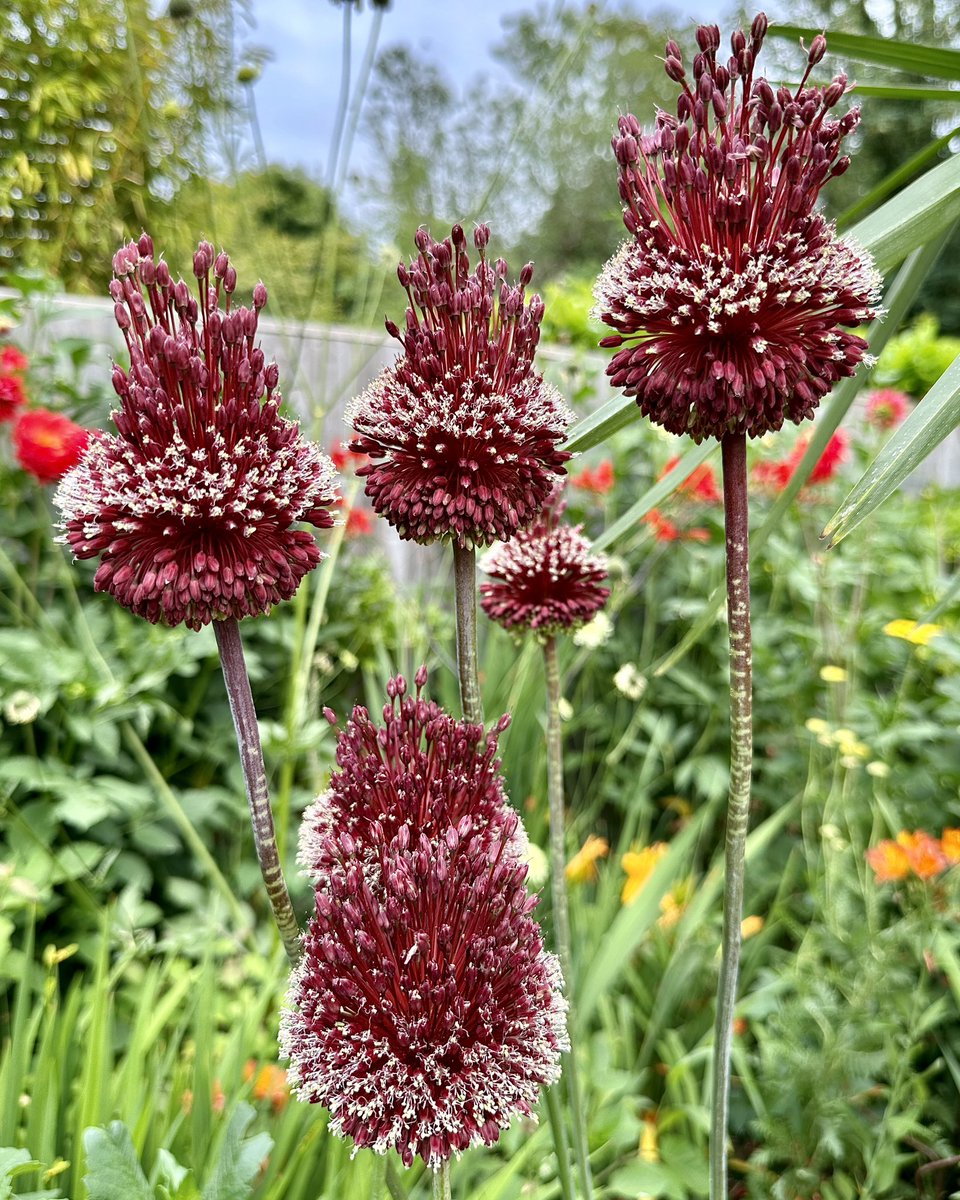 Crazy about these crazy flowers🤣Allium Red Mohican 🎸🌸#Flowers #Gardening #FlowerHunting